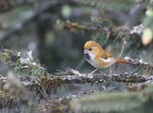 Golden Parrotbill, 金色鸦雀, Suthora verreauxi-gallery-