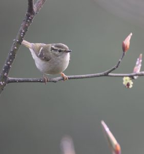 Sichuan Leaf Warbler, 四川柳莺, Phylloscopus forresti-gallery-