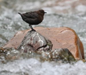 Brown Dipper, 褐河乌, Cinclus pallasii-gallery-