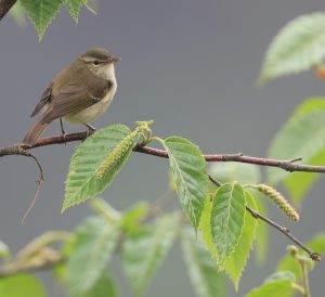 Greenish Warbler, 暗绿柳莺, Phylloscopus trochiloides-gallery-