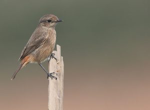 Pied Bush Chat, 白斑黑石䳭, Saxicola caprata-gallery-