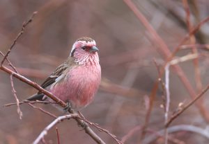 Chinese White-browed Rosefinch, 白眉朱雀, Carpodacus dubius-gallery-