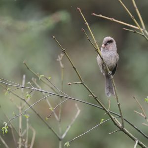 Brown Parrotbill, 褐鸦雀, Cholornis unicolor-gallery-