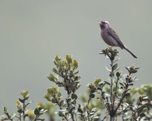 Sharpe’s Rosefinch, 点翅朱雀, Carpodacus verreauxii-gallery-