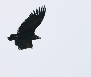 Cinereous Vulture, 秃鹫, Aegypius monachus-gallery-