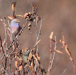 White-browed Tit-Warbler, 花彩雀莺, Leptopoecile sophiae-gallery-