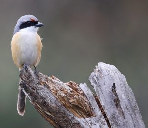 Grey-backed Shrike, 灰背伯劳, Lanius tephronotus-gallery-