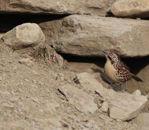 Chinese Babax, 矛纹草鹛, Pterorhinus lanceolatus-gallery-