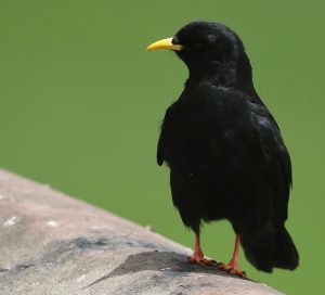 Alpine Chough, 黄嘴山鸦, Pyrrhocorax graculus-gallery-