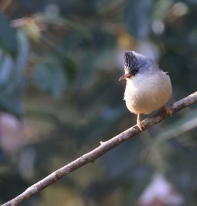 Black-chinned Yuhina, 黑颏凤鹛, Yuhina nigrimenta-gallery-