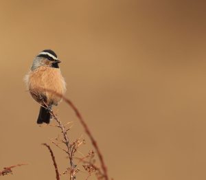 White-browed Tit, 白眉山雀, Poecile superciliosus-gallery-