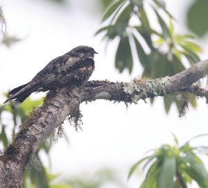 Grey Nightjar, 普通夜鹰, Caprimulgus jotaka-gallery-