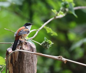 Rufous-backed Sibia, 栗背奇鹛, Leioptila annectens-gallery-