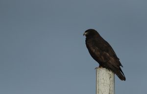 Upland Buzzard, 大鵟, Buteo hemilasius-gallery-