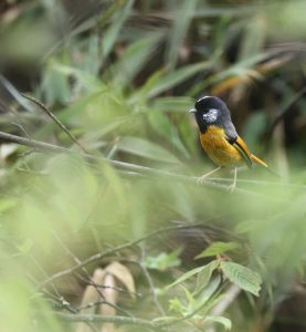 Golden-breasted Fulvetta, 金胸雀鹛, Lioparus chrysotis-gallery-