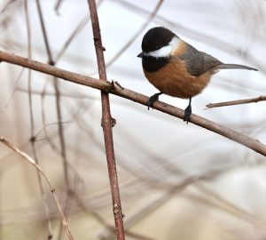 Pere David’s Tit, 红腹山雀, Poecile davidi-gallery-