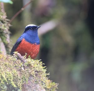 White-capped Water Redstart 白顶渓鸲,-gallery-