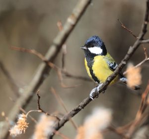 Green-backed Tit, 绿背山雀, Parus monticolus-gallery-