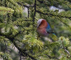 Crested Tit Warbler, 风头雀莺, Leptopoecile elegans-gallery-