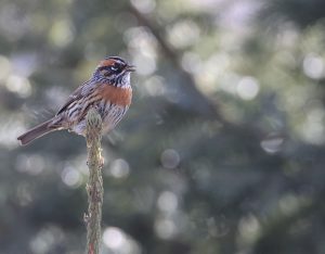 Rufous-breasted Accentor, 棕胸岩鹨, Prunella strophiata-gallery-