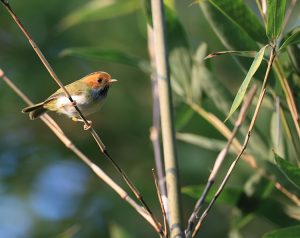 Rufous-faced Warbler, 棕脸鹟莺, Abroscopus albogularis-gallery-