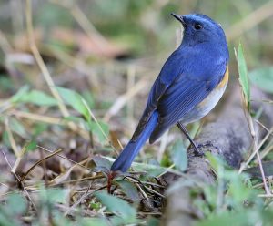 Himalayan Bluetail, 蓝眉林鸲, Tarsiger rufilatus-gallery-