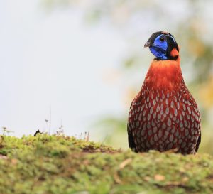 Temminck’s Tragopan, 红腹角雉, Tragopan temminckii-gallery-