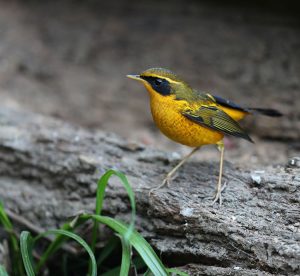 Golden Bush Robin, 金色林鸲, Tarsiger chrysaeus-gallery-