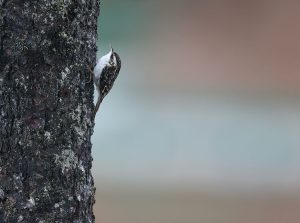 Hodgson’s Treecreeper, 霍氏旋木雀, Certhia hodgsoni-gallery-