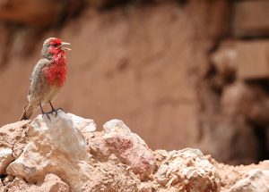 Red-fronted Rosefinch, 红胸朱雀, Carpodacus puniceus-gallery-