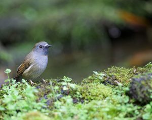 Rufous-gorgeted Flycatcher, 撜熊鹟, Ficedula strophiata-gallery-