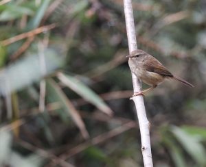 Brown-flanked Bush Warbler, 强脚树莺, Horornis fortipes-gallery-