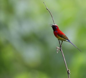 Mrs Gould’s Sunbird, 蓝喉太阳鸟, Aethopyga gouldiae-gallery-