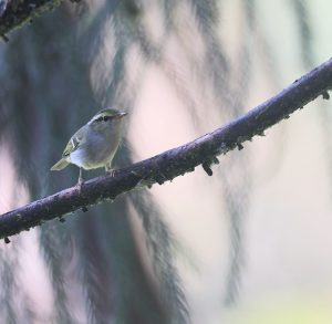 Kloss’s Leaf Warbler, 白斑尾柳莺, Phylloscopus ogilviegranti-gallery-