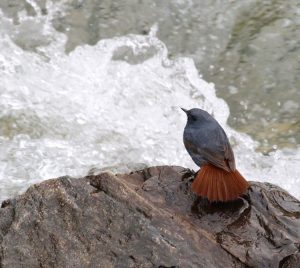 Plumbeous Water Redstart, 红尾水鸲, Phoenicurus fuliginosus-gallery-