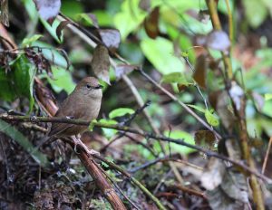 Sichuan Bush Warbler, 四川短翅莺, Locustella chengi-gallery-