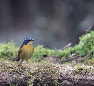 White-browed Bush Robin, 白眉林鸲, Tarsiger indicus-gallery-