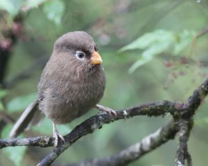 Three-toed Parrotbill, 三趾鸦雀, Cholornis paradoxus-gallery-