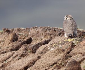 Saker Falcon, 猎隼, Falco cherrug-gallery-