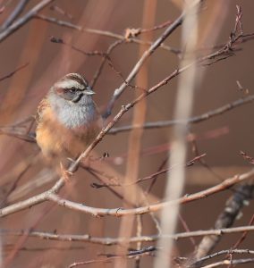 Godlewski’s Bunting, 戈氏岩鹀, Emberiza godlewskii-gallery-