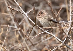 Long-tailed Rosefinch, 长尾雀, Carpodacus sibiricus-gallery-