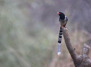 Red-billed Blue Magpie, 红嘴蓝鹊, Urocissa erythroryncha-gallery-