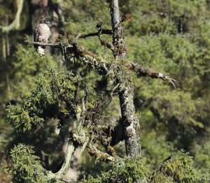 Mountain Hawk-Eagle, 鹰雕, Nisaetus nipalensis-gallery-