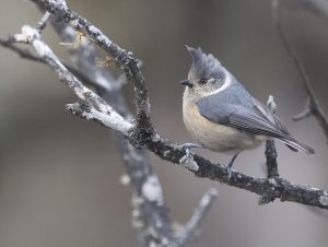 Grey Crested Tit, 褐冠山雀, Lophophanes dichrous-gallery-