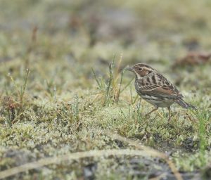 Little Bunting, 小鹀, Emberiza pusilla-gallery-