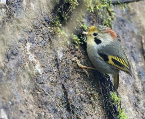 Golden-fronted Fulvetta , 金额雀鹛, Alcippe variegaticeps-gallery-