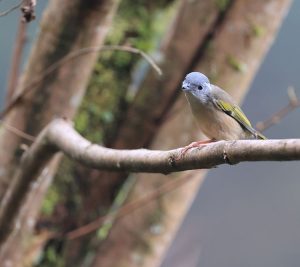 Blyth’s Shrike-Babbler, 红翅鵙鹛, Pteruthius aeralatus-gallery-