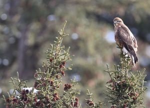 Himalayan Buzzard, 喜山鵟, Buteo burmanicus-gallery-