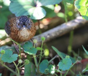 Bar-winged Wren-Babbler, 斑翅鹩鹛, Spelaeornis troglodytoides-gallery-