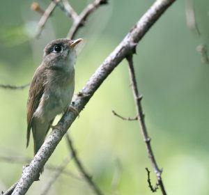 Brown-breasted Flycatcher, 褐胸鹟, Muscicapa muttui-gallery-